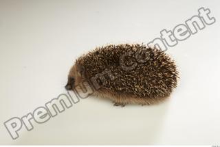 Hedgehog - Erinaceus europaeus  0007